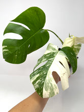 Load image into Gallery viewer, Monstera Deliciosa Albo Variegated F
