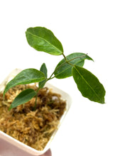 Load image into Gallery viewer, Hoya Paradisea (IM04)