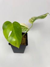 Load image into Gallery viewer, Monstera Deliciosa Aurea Variegated C