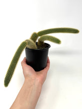 Load image into Gallery viewer, Cleistocactus Winteri “Golden Rat Tail” - Ships within Canada only