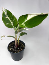 Load image into Gallery viewer, Musa Ae Ae Variegated Banana Tree (Ships within Canada only)