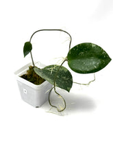 Load image into Gallery viewer, Hoya Glabra Silver B
