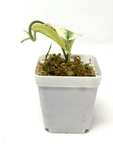 Load image into Gallery viewer, Scindapsus Mayari Variegated E