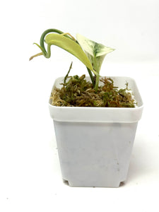 Scindapsus Mayari Variegated E