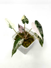 Load image into Gallery viewer, Alocasia Bambino Pink Variegated A