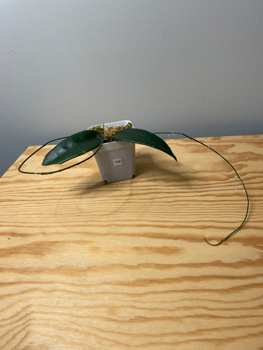186. Hoya Stenoakei
