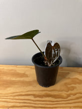Load image into Gallery viewer, 74. Anthurium Luxurians Dark Form