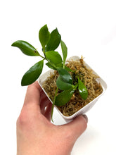 Load image into Gallery viewer, Hoya Pubera