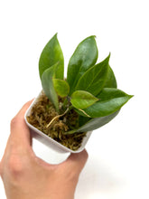 Load image into Gallery viewer, Hoya Sunrise