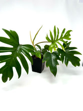 Load image into Gallery viewer, Philodendron Mayoi (Large)