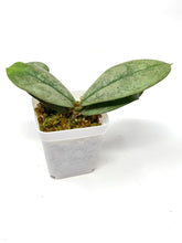 Load image into Gallery viewer, Hoya Mitrata Silver A