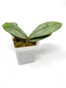 Hoya Mitrata Silver A