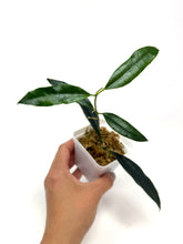 Load image into Gallery viewer, Hoya Greenii