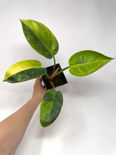 Load image into Gallery viewer, Philodendron Green Congo Variegated