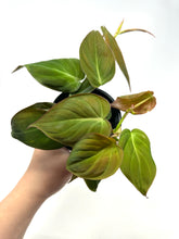 Load image into Gallery viewer, Philodendron Hederaceum ‘Micans’