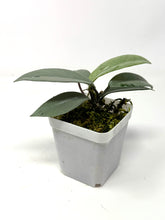 Load image into Gallery viewer, Hoya Wilbur Graves Silver A