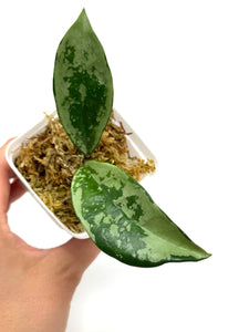 Hoya AH-074