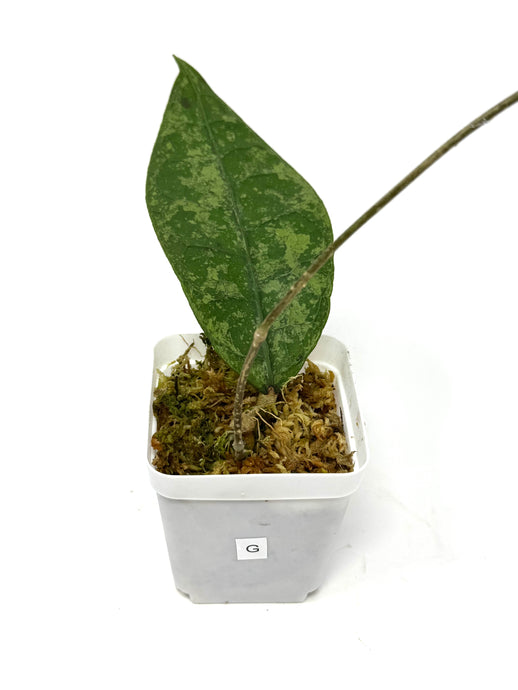 Hoya Lambii Silver G
