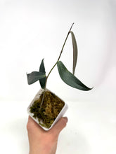 Load image into Gallery viewer, Hoya Brassii