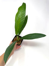 Load image into Gallery viewer, Philodendron Lynette ‘Campii’