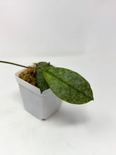 Load image into Gallery viewer, Hoya Mitrata Silver B