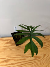 Load image into Gallery viewer, 132. Philodendron Mayoi
