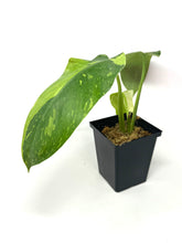 Load image into Gallery viewer, Philodendron Jose Buono