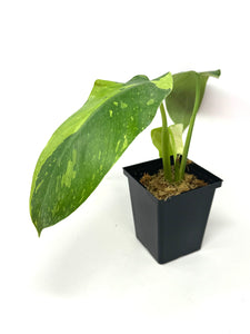 Philodendron Jose Buono