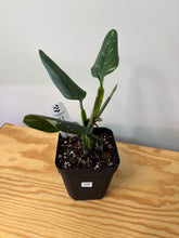 Load image into Gallery viewer, 148. Monstera Standleyana Variegated
