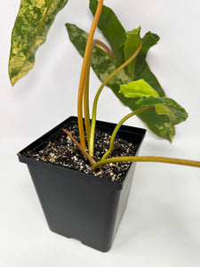 Philodendron Billietiae Variegated C