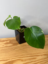 Load image into Gallery viewer, 89. Monstera Deliciosa Aurea Variegated