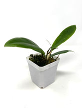 Load image into Gallery viewer, Hoya Vorapol