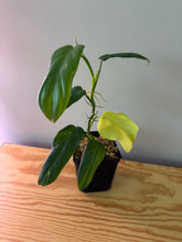 Load image into Gallery viewer, 232. Philodendron Bipennifolium Violin (less variegation)