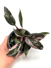 Load image into Gallery viewer, Philodendron Pink Princess (High Variegation)