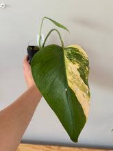 Load image into Gallery viewer, 341. Monstera Deliciosa Aurea Variegated