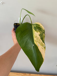 341. Monstera Deliciosa Aurea Variegated