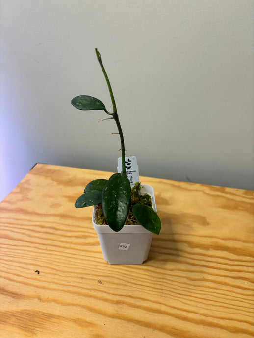 232. Hoya Diversifolia Splash