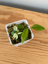 Load image into Gallery viewer, 347. Hoya Multiflora White Margins Variegated