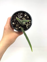 Load image into Gallery viewer, Aporocactus Flagelliformis “Rat Tail Cactus”