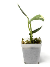 Load image into Gallery viewer, Scindapsus Mayari Variegated F