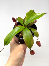 Load image into Gallery viewer, Nepenthes ‘Bloody Mary’