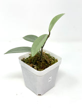 Load image into Gallery viewer, Hoya Wilbur Graves Silver A