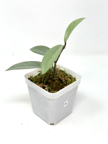 Hoya Wilbur Graves Silver A