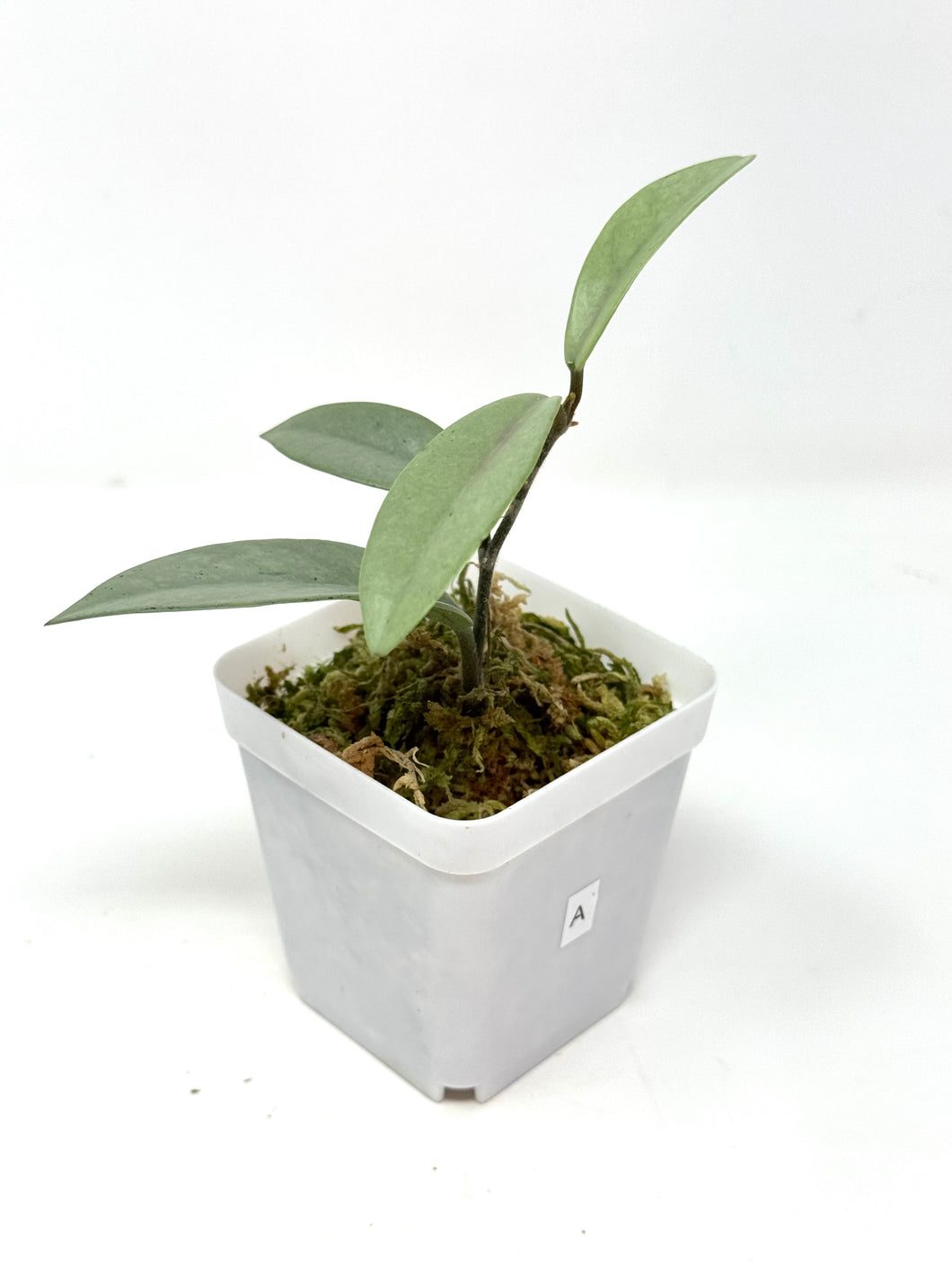 Hoya Wilbur Graves Silver A