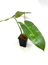 Load image into Gallery viewer, Philodendron Buono (Large)