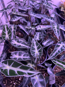 Alocasia Bambino