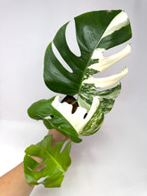 Load image into Gallery viewer, Monstera Deliciosa Albo Variegated I