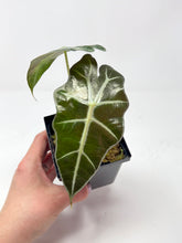 Load image into Gallery viewer, Alocasia Amazonica Variegated B