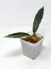 Load image into Gallery viewer, Hoya Archboldiana Albo Variegated
