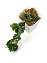 Load image into Gallery viewer, Hoya Carnosa Compacta (Large)